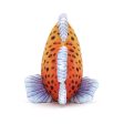 Jellycat Fishiful Orange - H13cm Supply